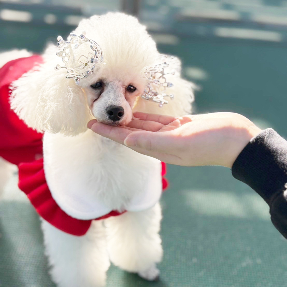 クリスマスイブ♪